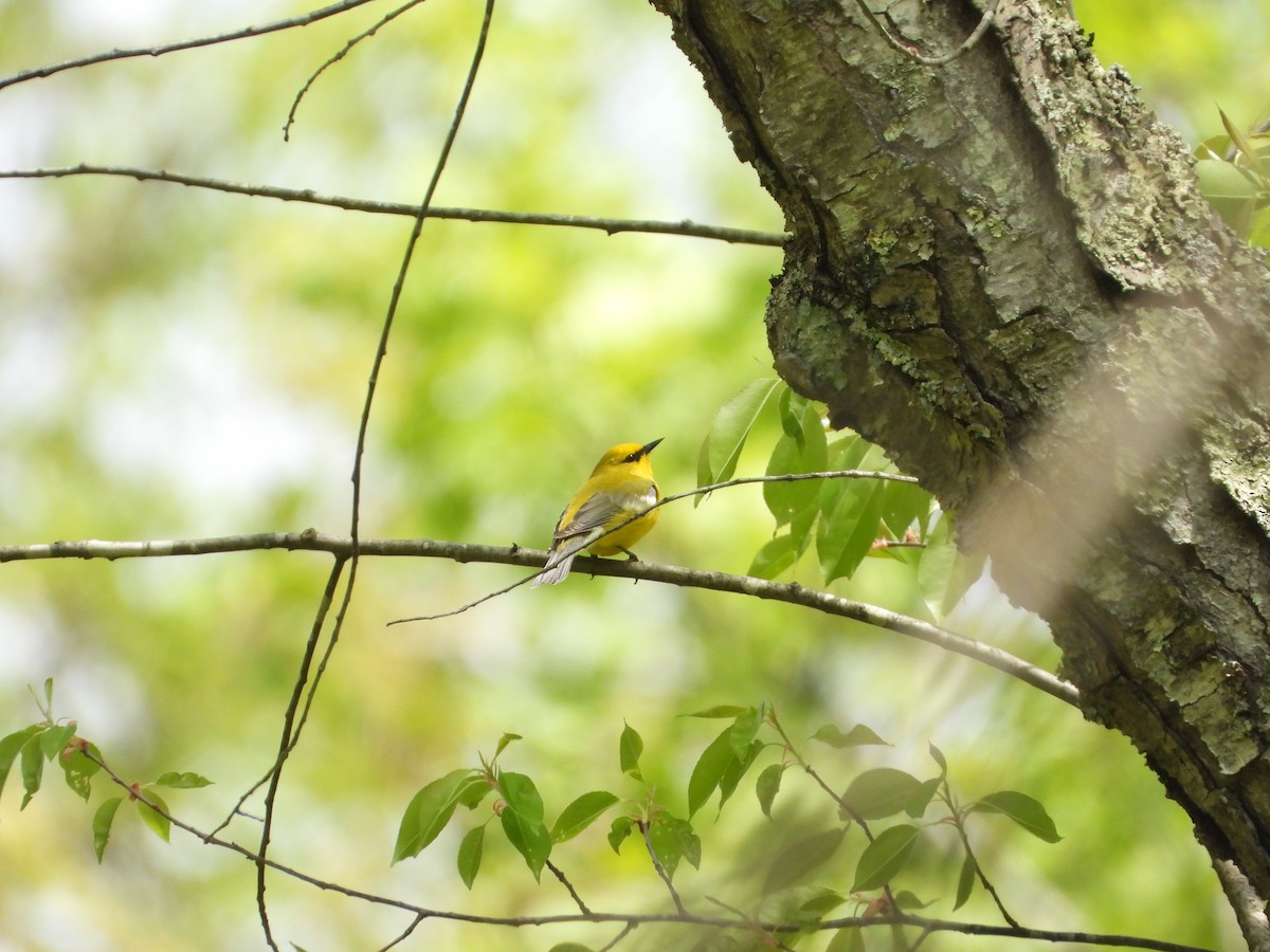 Blue-winged Warbler - ML618272630