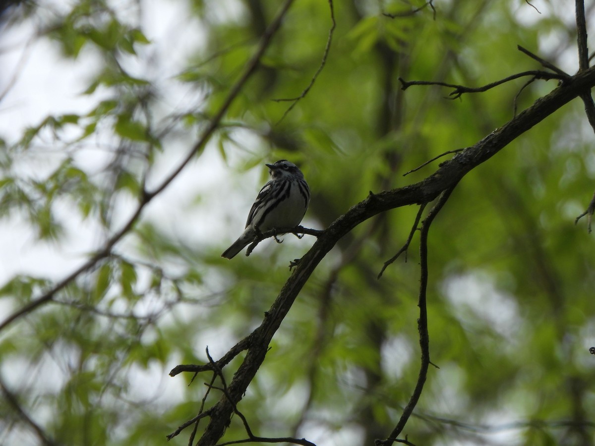 Black-and-white Warbler - ML618272640