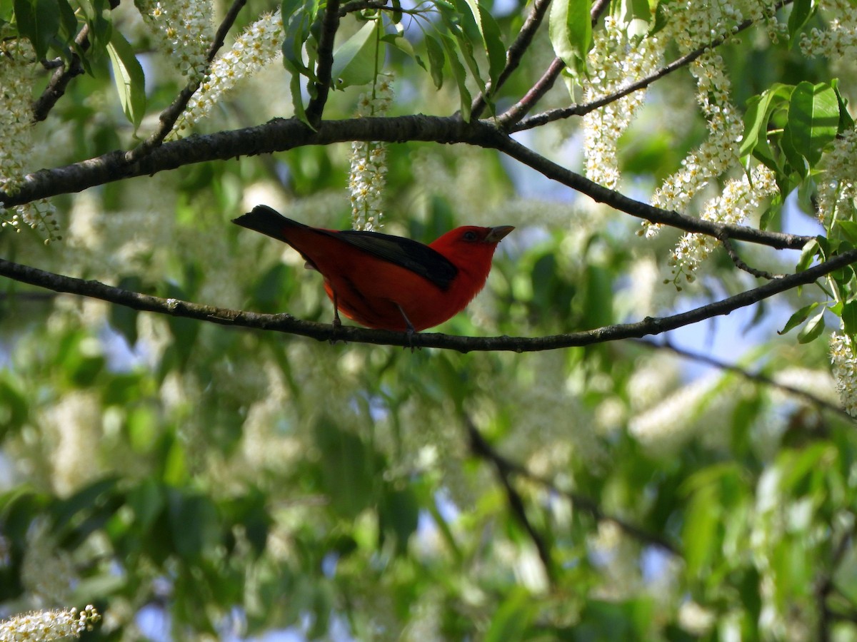 Scarlet Tanager - ML618272657