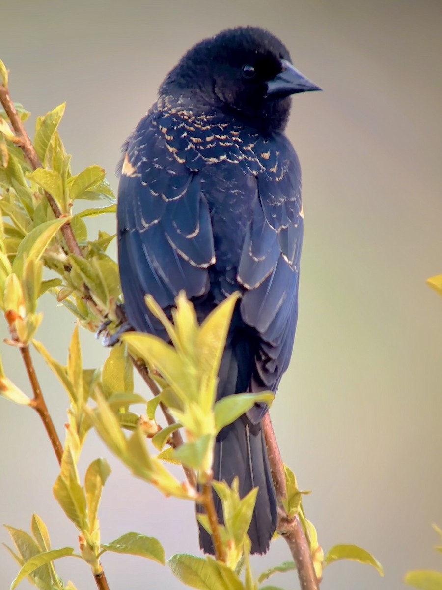 Red-winged Blackbird - Detlef Buettner