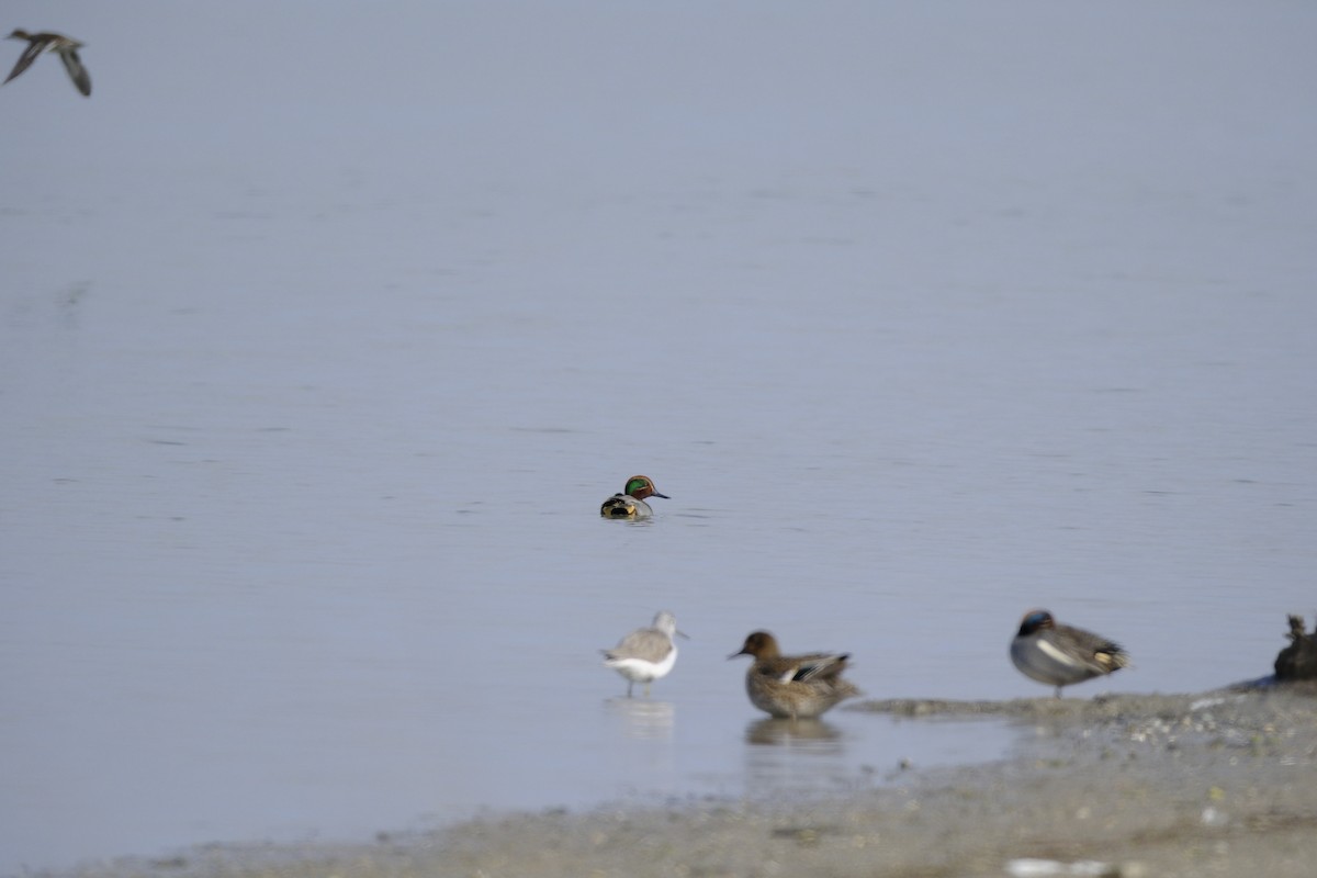 Green-winged Teal - Hakan Dolek