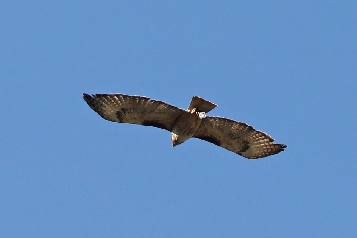 Red-tailed Hawk - Linda Widdop