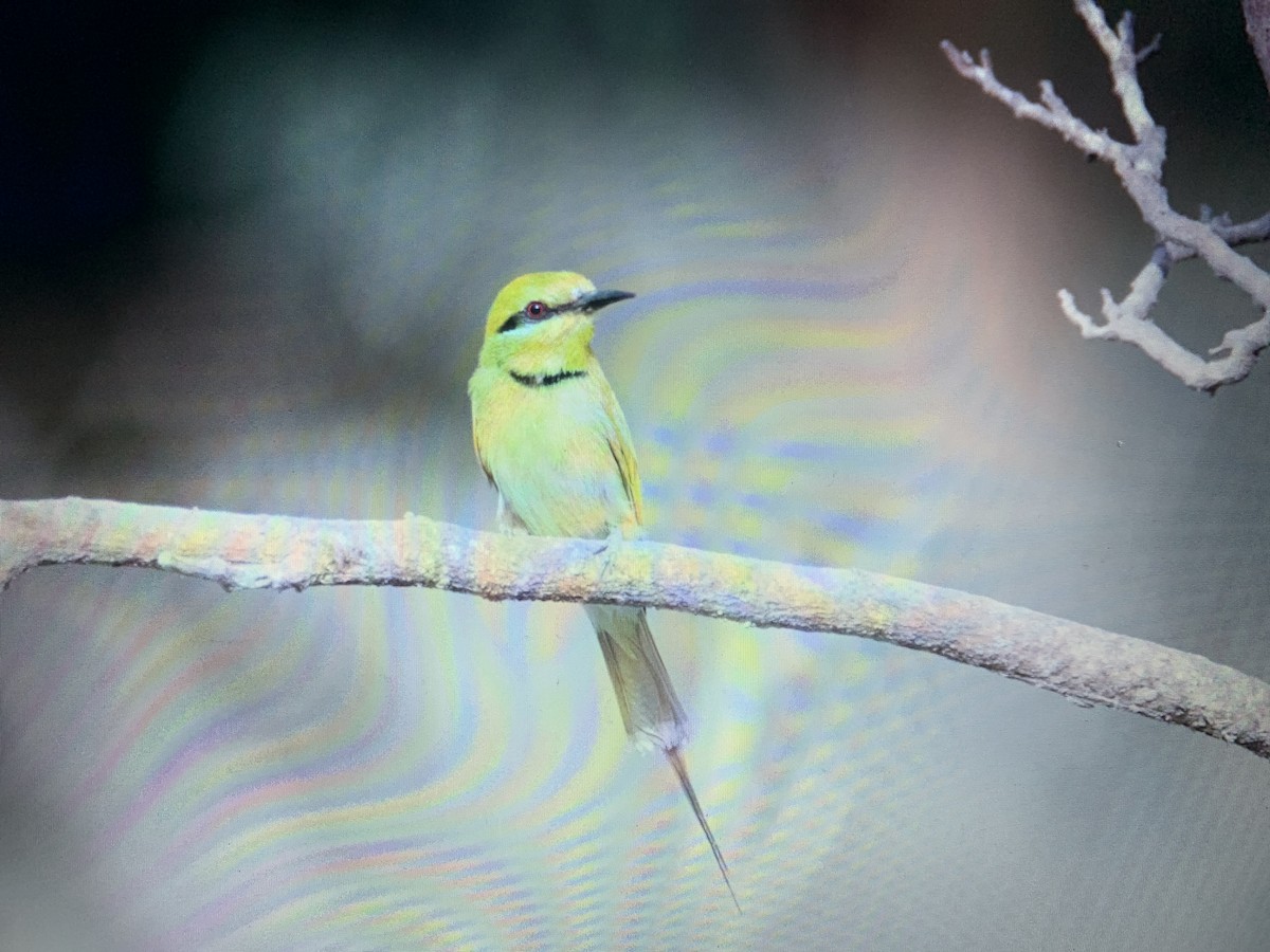 African Green Bee-eater - ML618272684