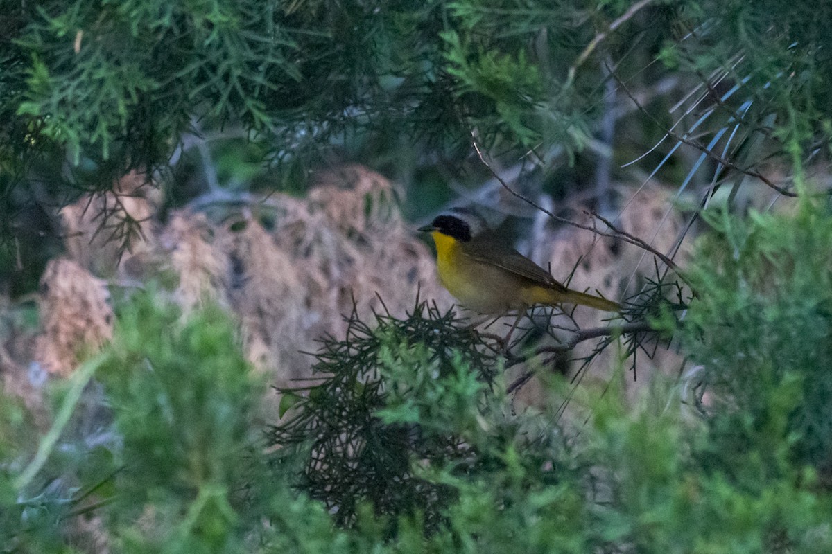 Common Yellowthroat - Gabrielle Harrison