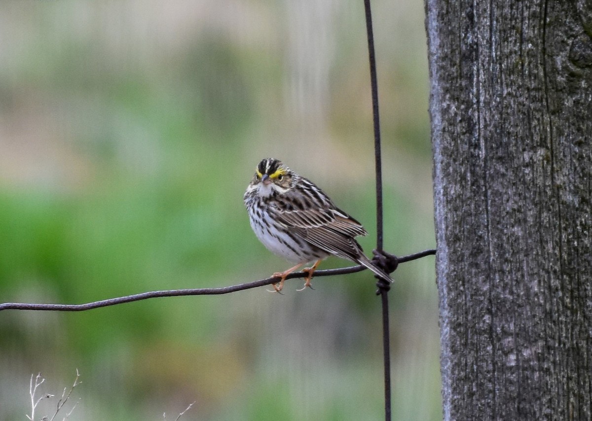 Savannah Sparrow - Garry Waldram