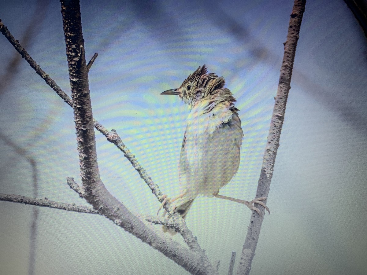 Prinia gracile - ML618272706