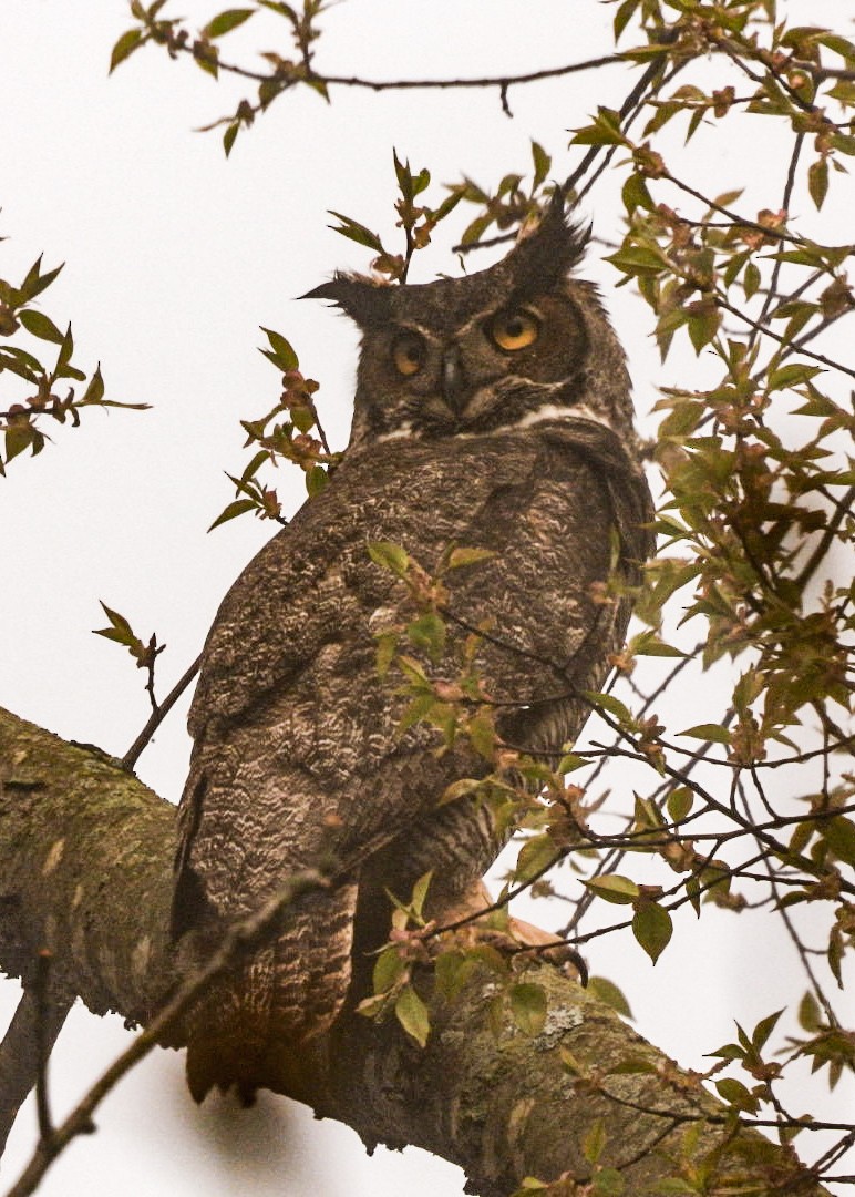 Great Horned Owl - ML618272708