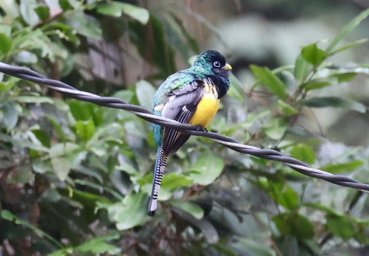 Northern Black-throated Trogon - Lisa Carol Wolf