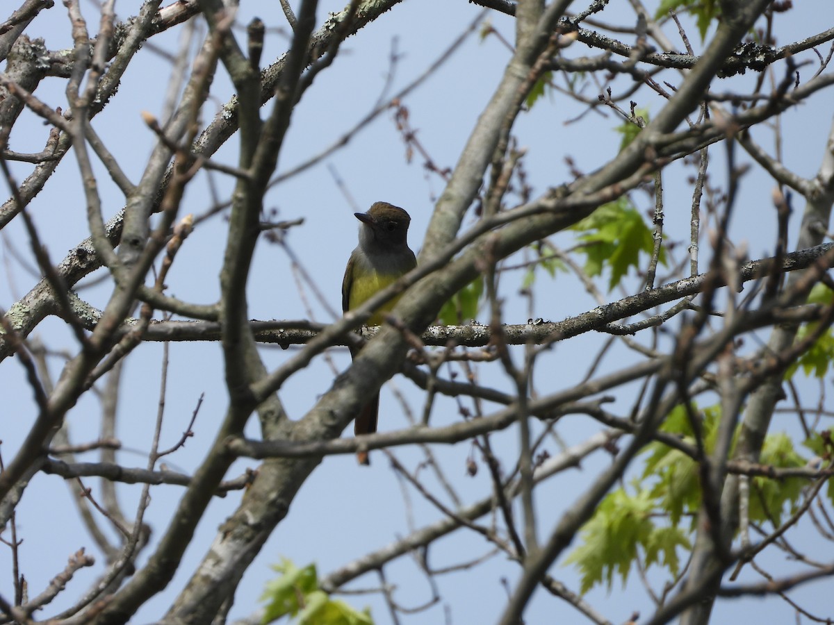 Great Crested Flycatcher - ML618272737