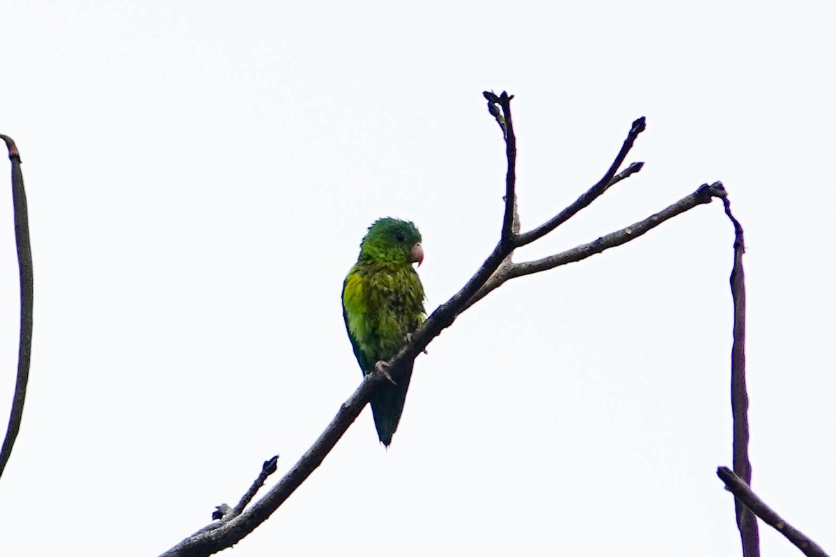 Orange-chinned Parakeet - Kathy Doddridge