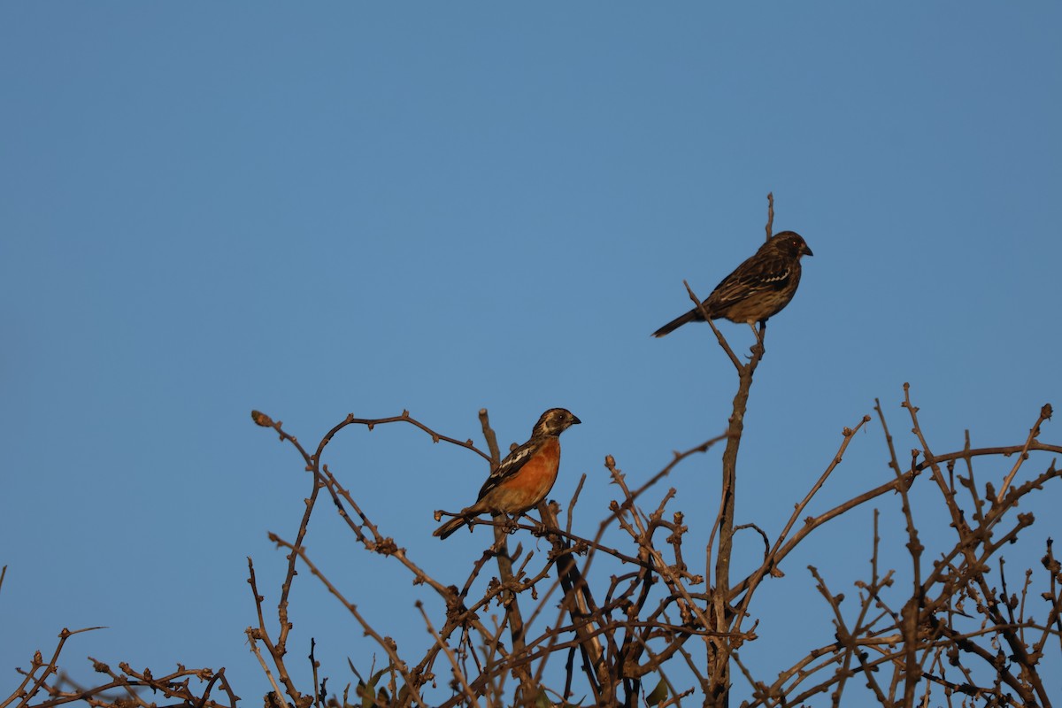 Rufous-tailed Plantcutter - carlos grande flores