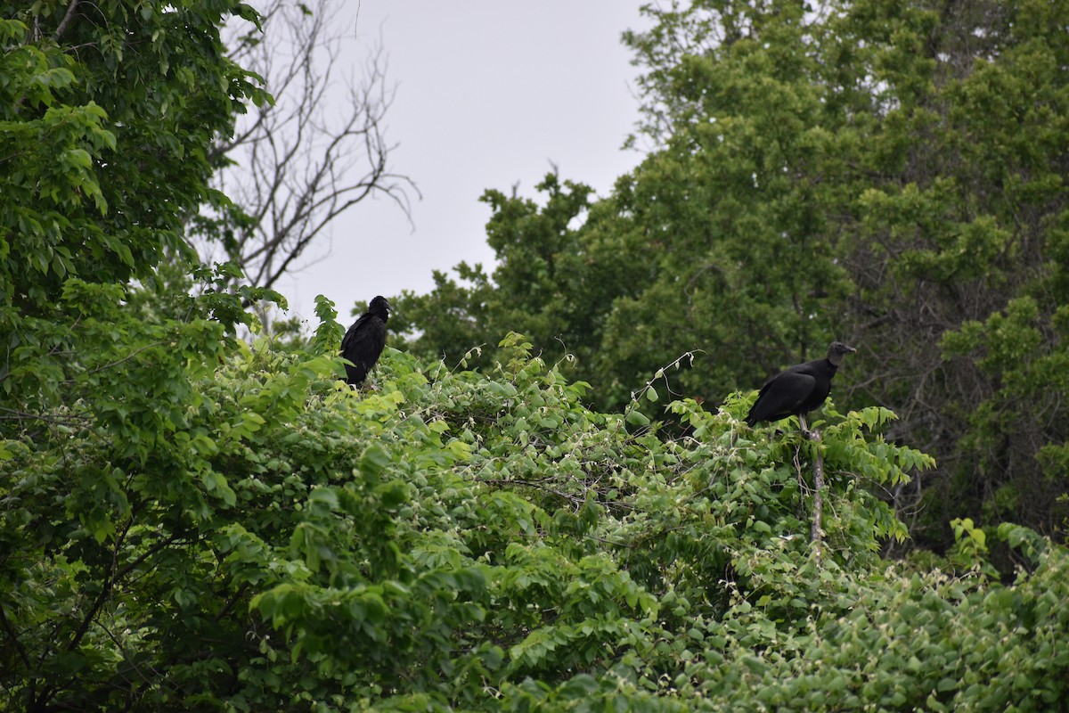 Black Vulture - Parker Allie