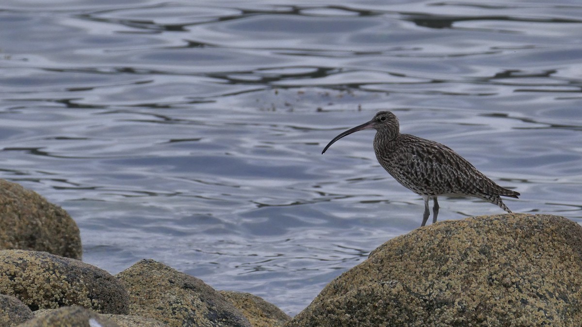 Eurasian Curlew - Tom Carley