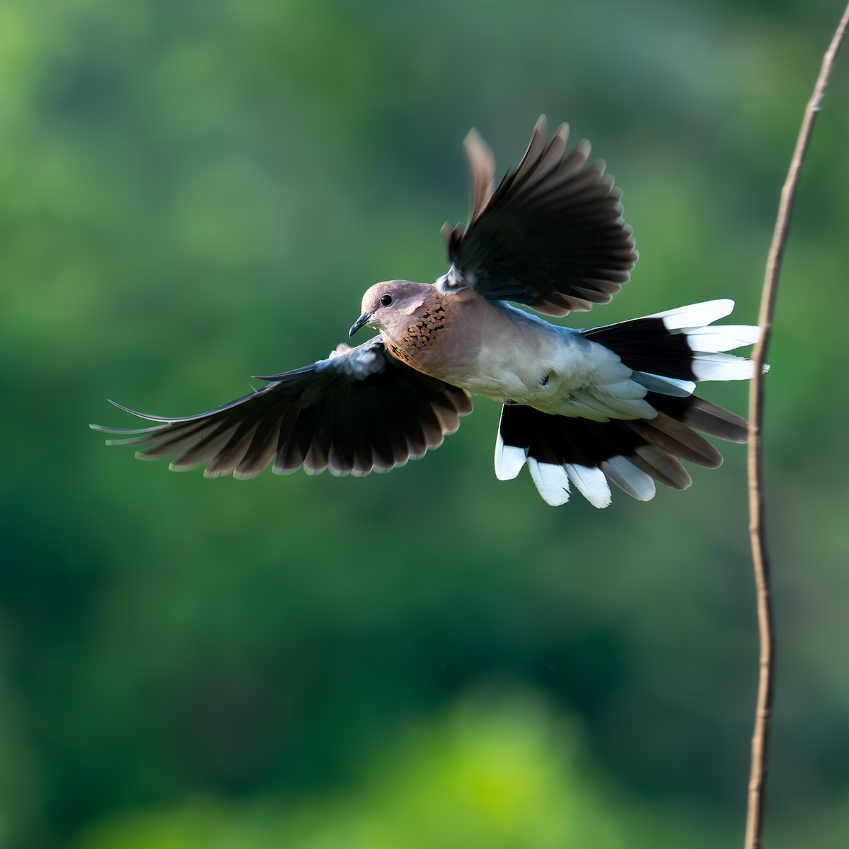 Laughing Dove - Kalyan Gantait