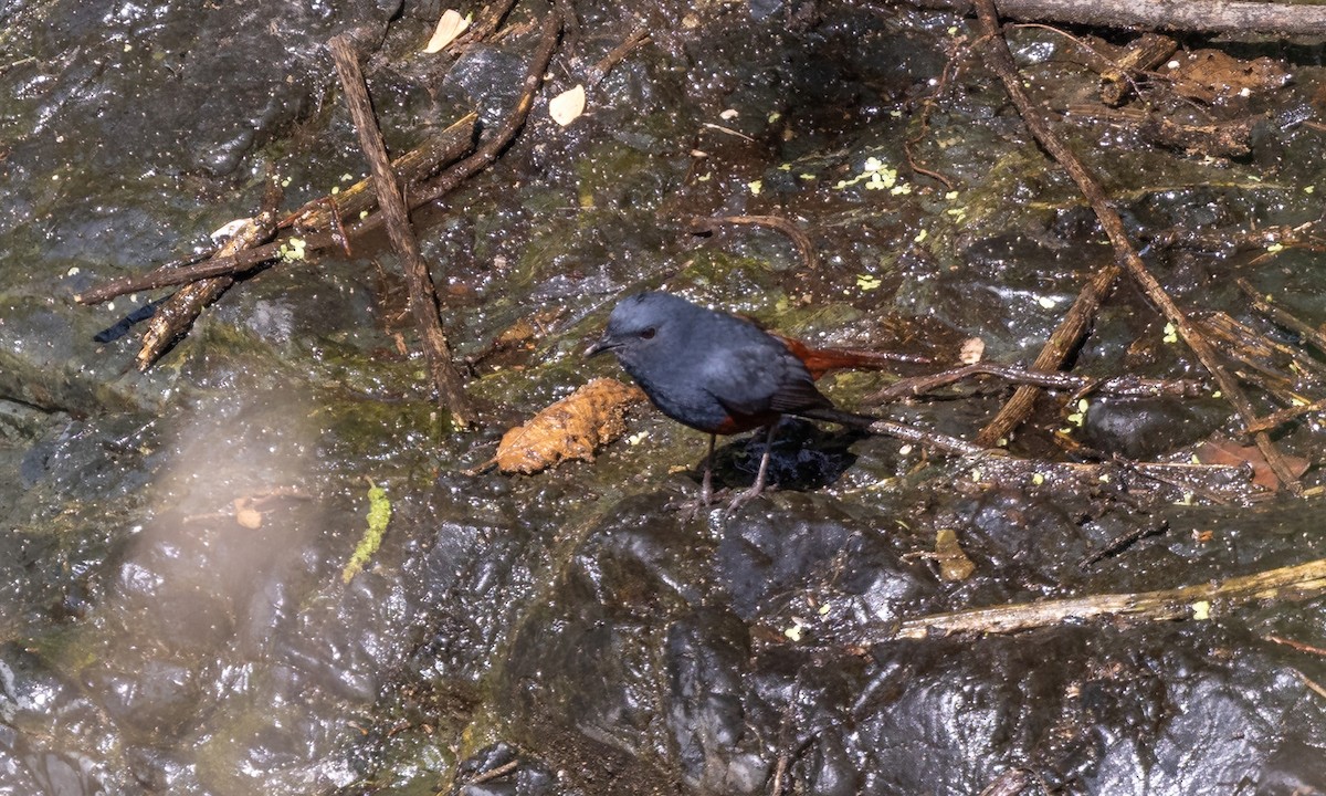 Luzon Redstart - Paul Fenwick