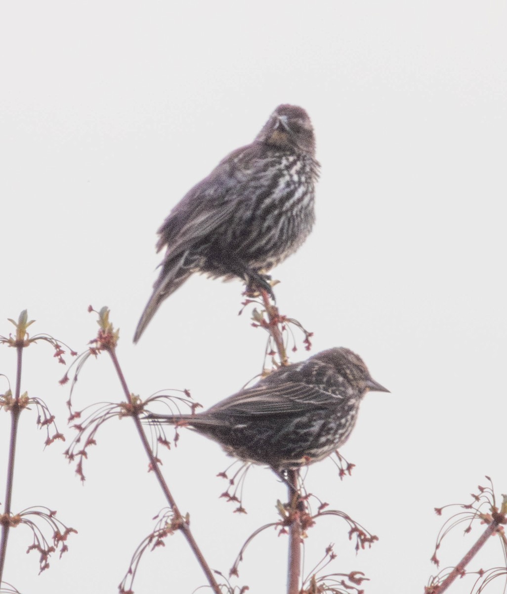 Song Sparrow - Amanda Dulworth