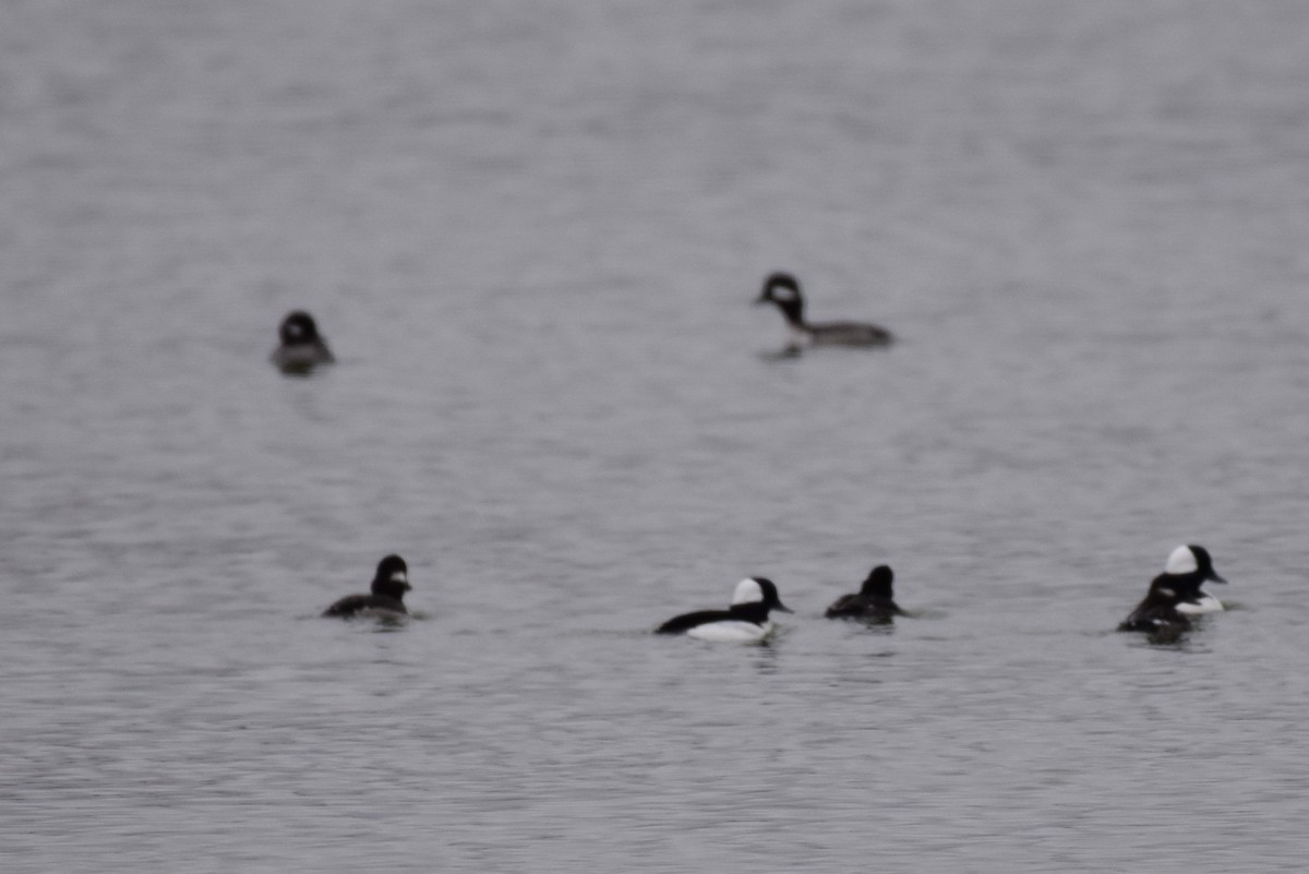 Bufflehead - Garry Waldram