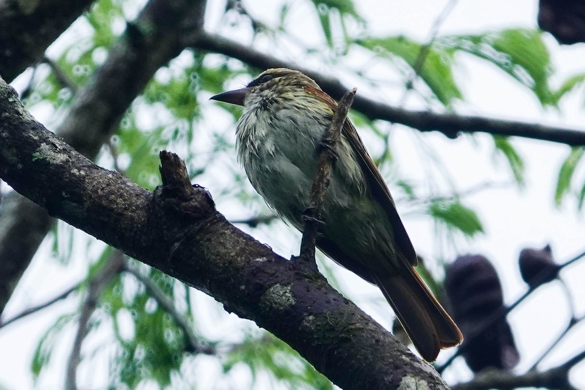 Streaked Flycatcher - Kathy Doddridge