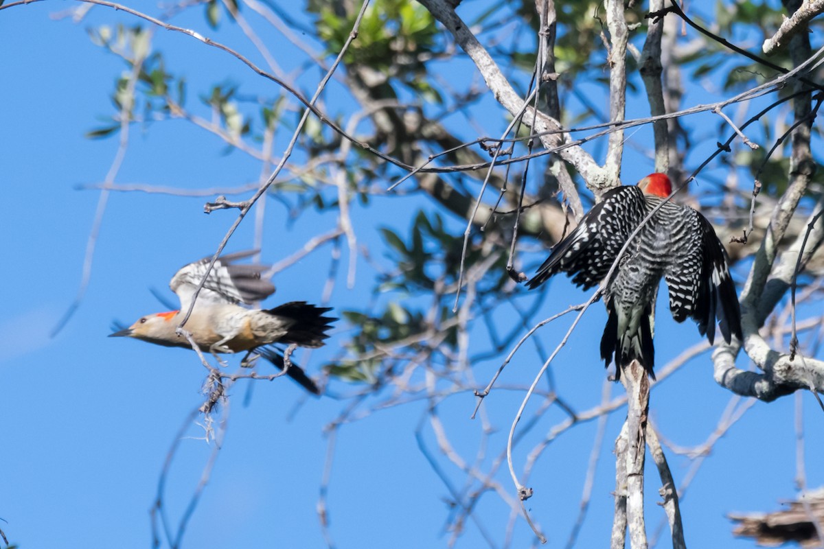 Red-bellied Woodpecker - ML618272797