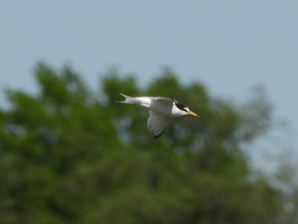 Little Tern - ML618272808