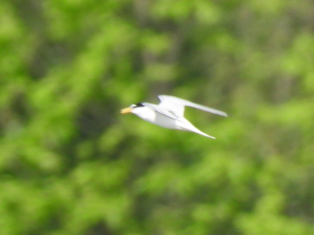 Little Tern - ML618272811