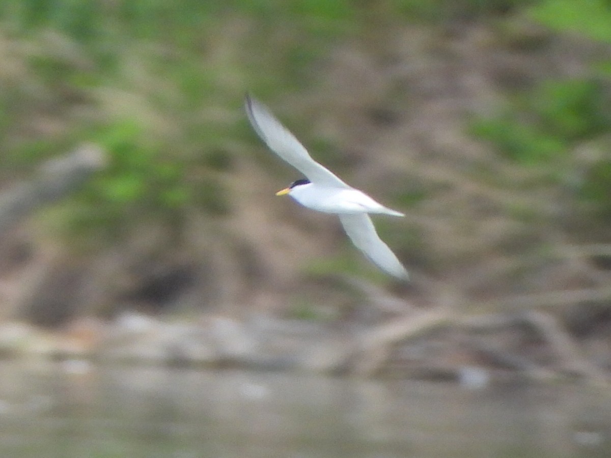 Little Tern - ML618272812