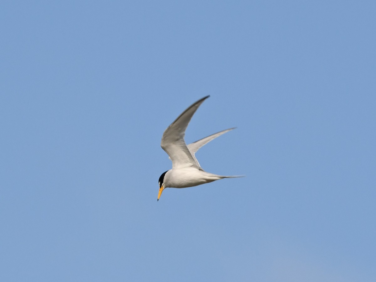 Least Tern - Doug Lithgow