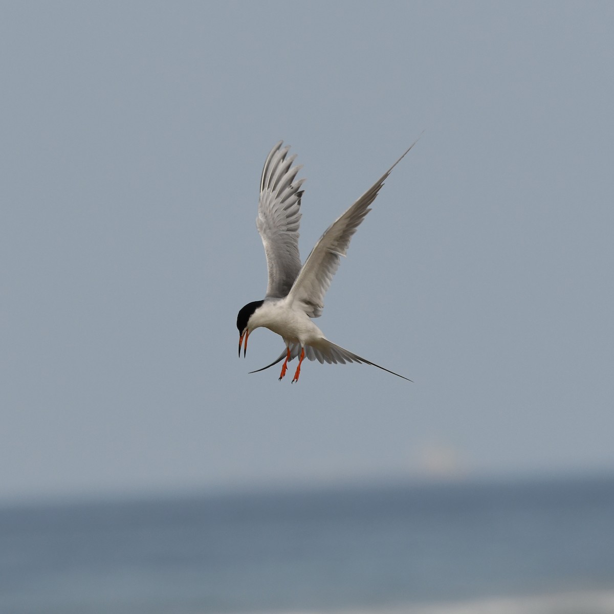 Forster's Tern - Doug Lithgow