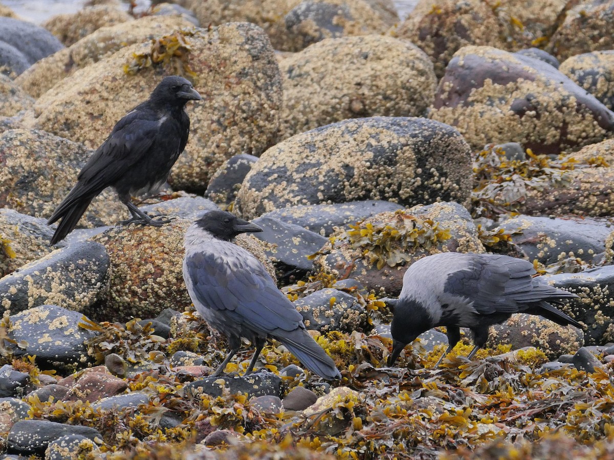 Hooded Crow - Tom Carley