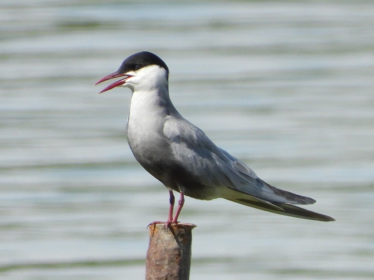 Whiskered Tern - ML618272847