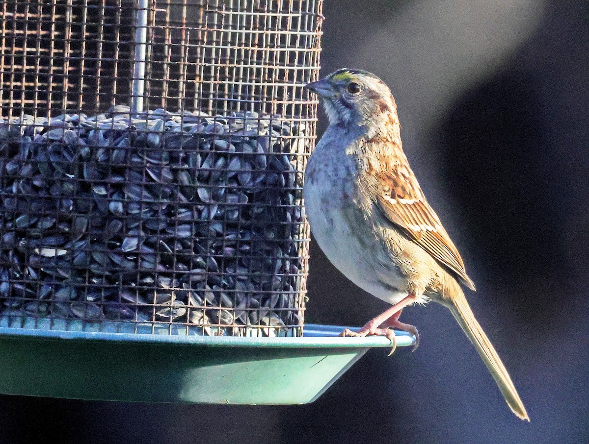 White-throated Sparrow - ML618272853