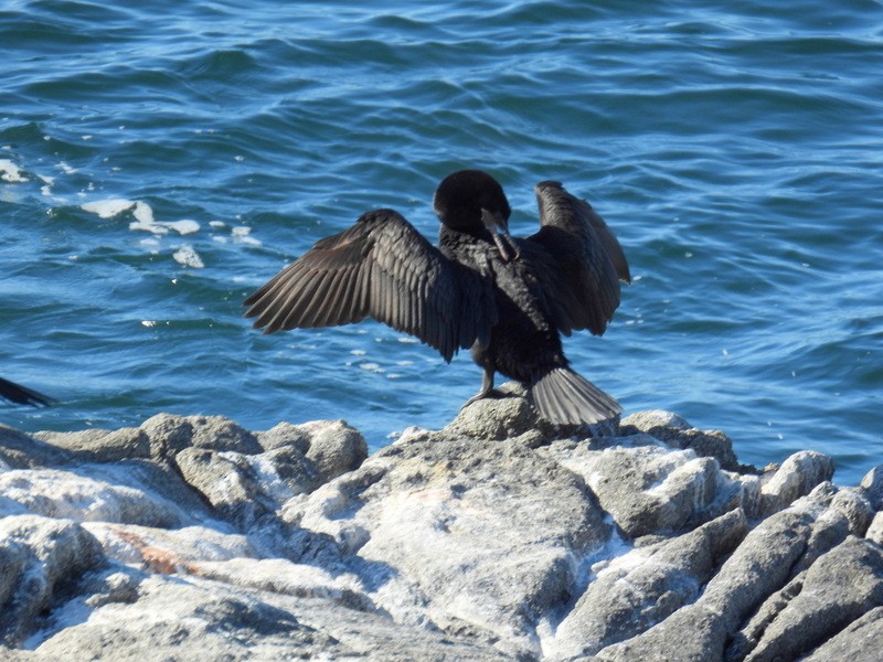 Neotropic Cormorant - bob butler