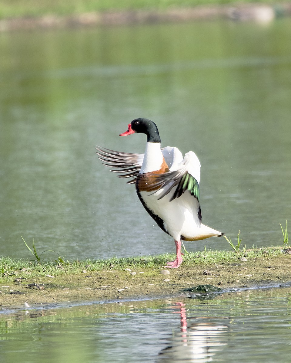 Common Shelduck - ML618272878