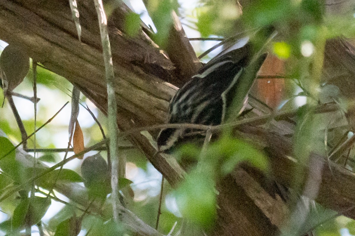 Black-and-white Warbler - Gabrielle Harrison