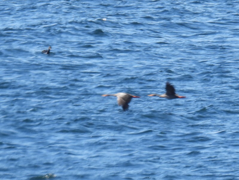 Red-legged Cormorant - ML618272893