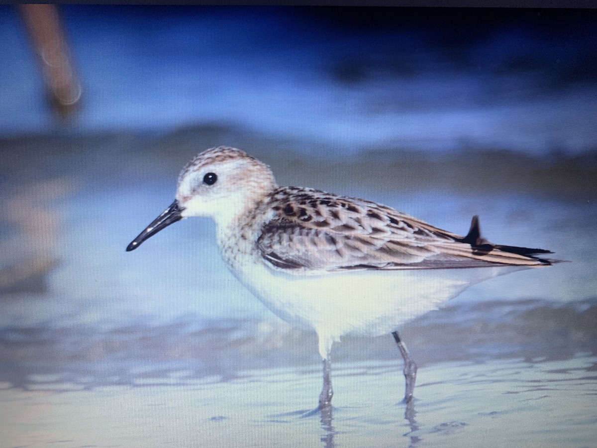 Little Stint - ML618272905