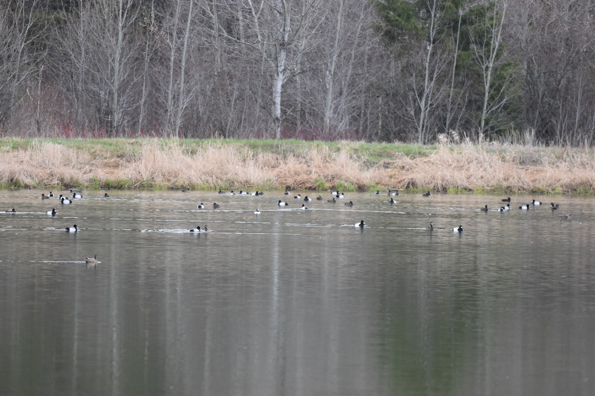 Greater/Lesser Scaup - ML618272907