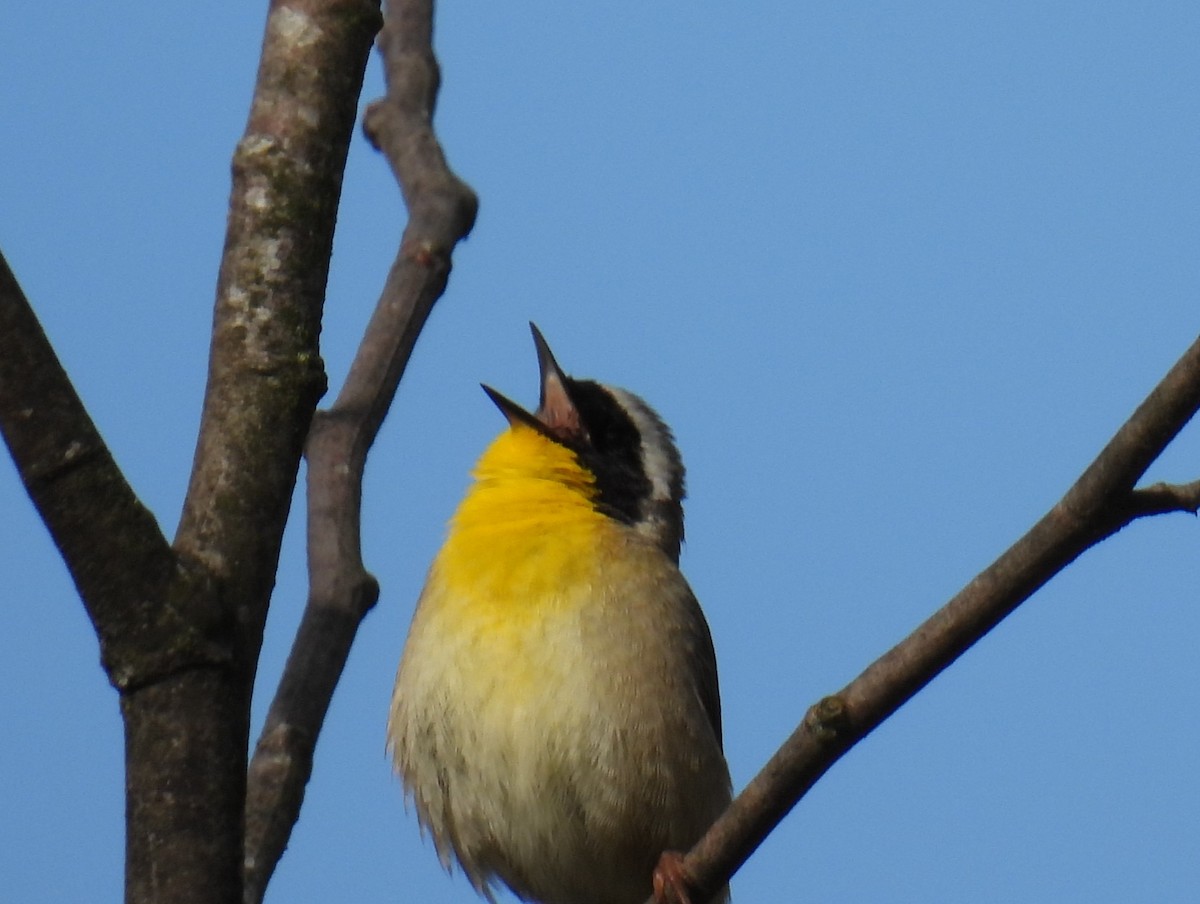 Common Yellowthroat - ML618272925