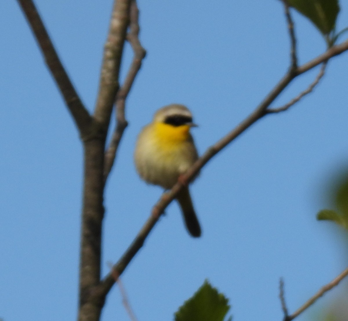 Common Yellowthroat - ML618272926