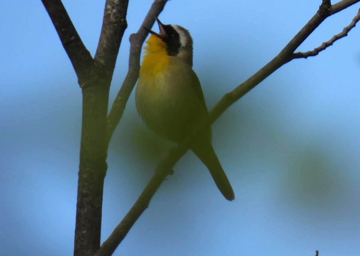 Common Yellowthroat - ML618272927