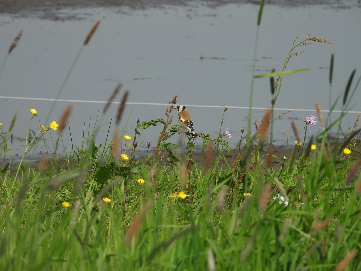 European Goldfinch - Daan Joosen