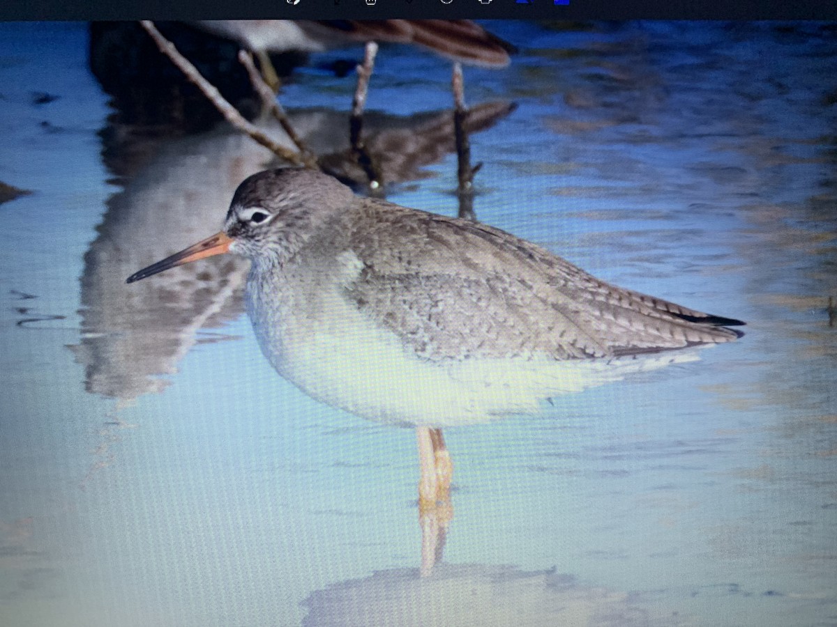 Common Redshank - Mahmoud Elshamy