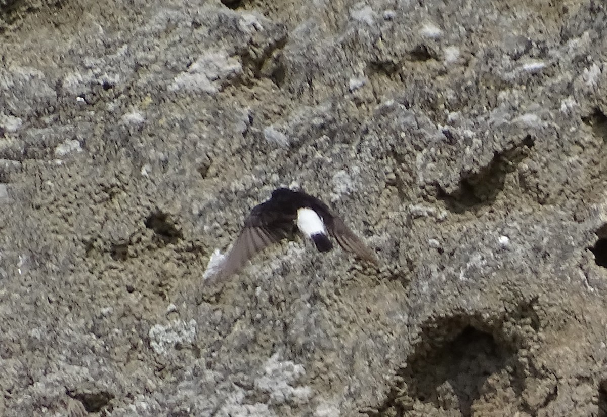 Black Wheatear - Jesús Ruyman Gómez Nieto