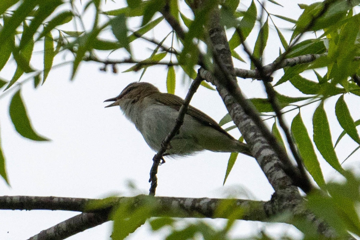 Red-eyed Vireo - ML618272948