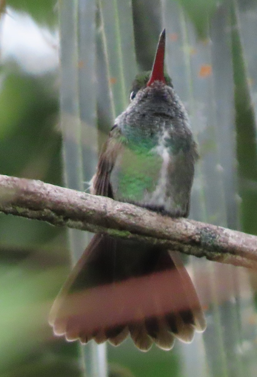 Glittering-throated Emerald - ML618272958