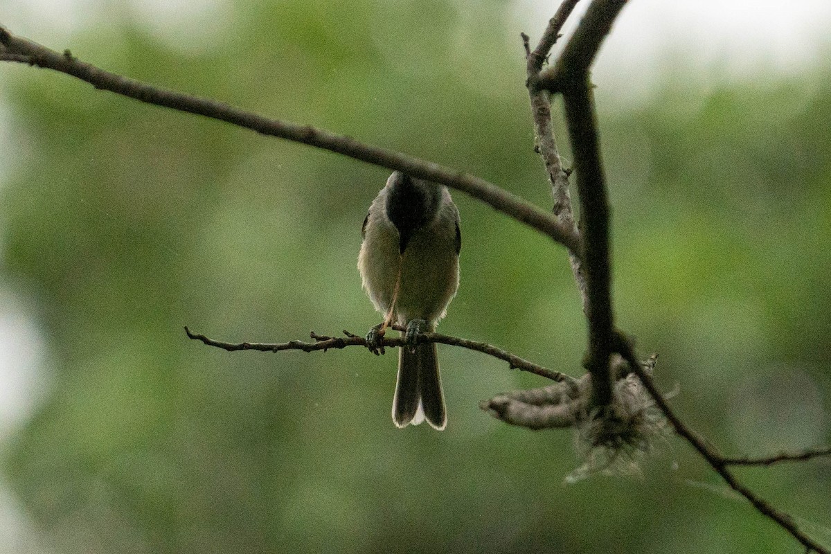 Black-crested Titmouse - ML618272963