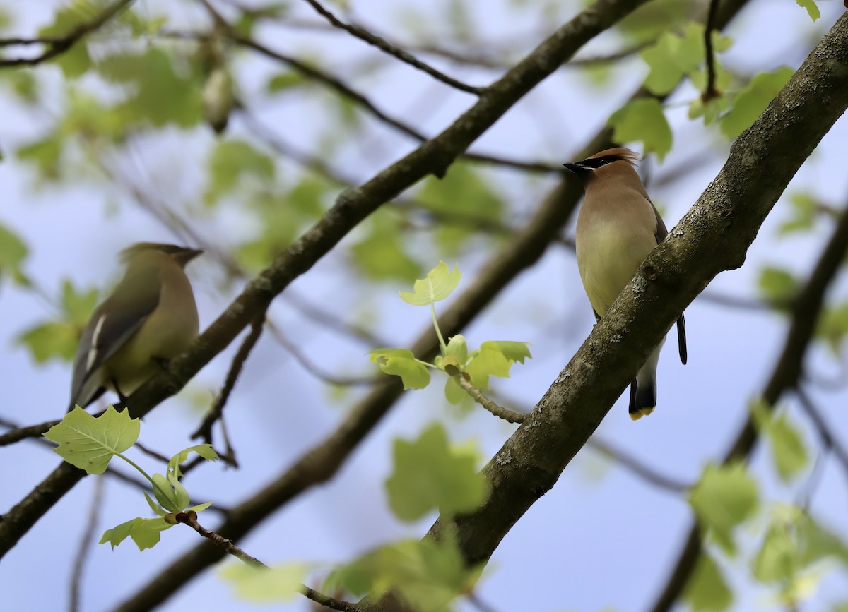 Cedar Waxwing - ML618272964