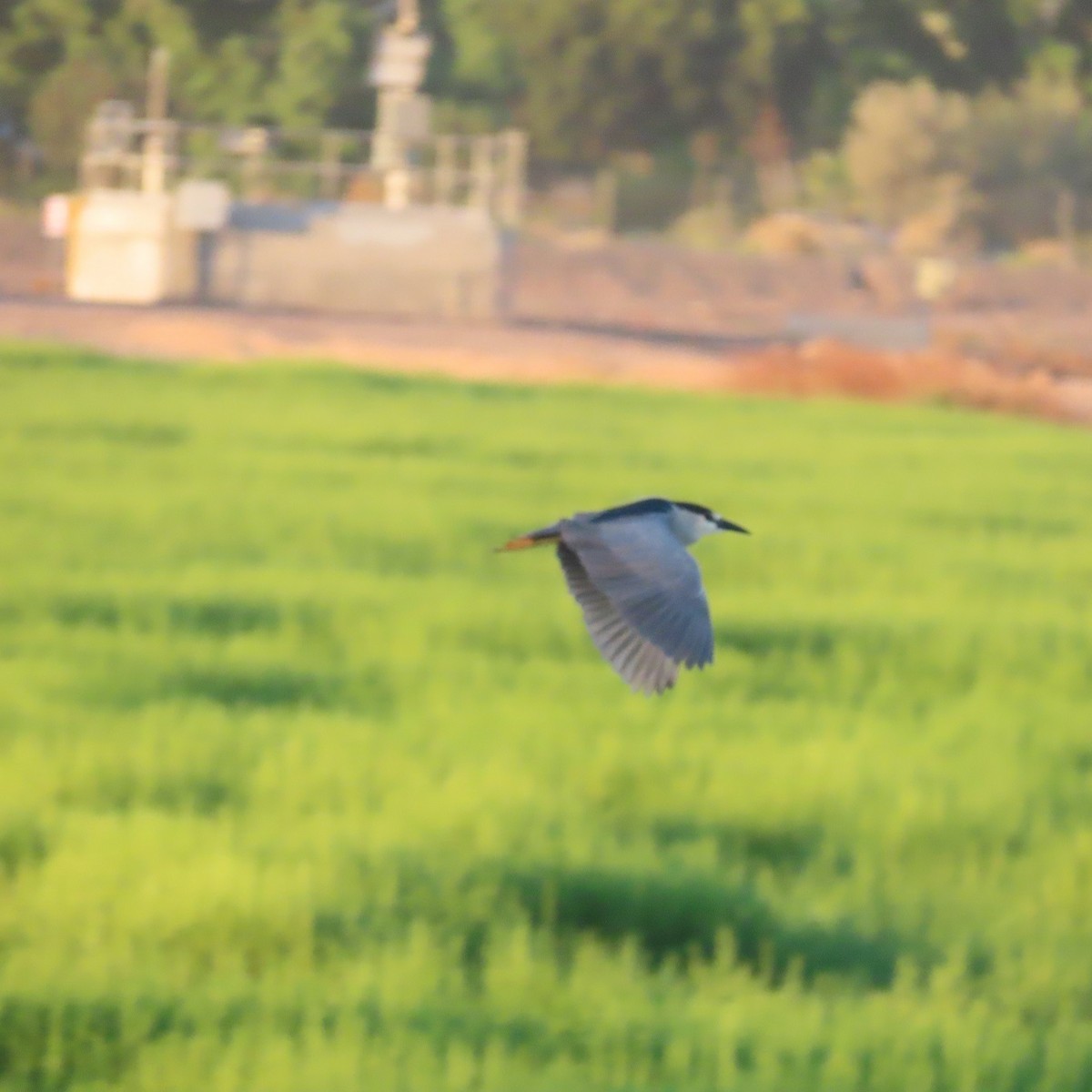 Black-crowned Night Heron - Anne (Webster) Leight