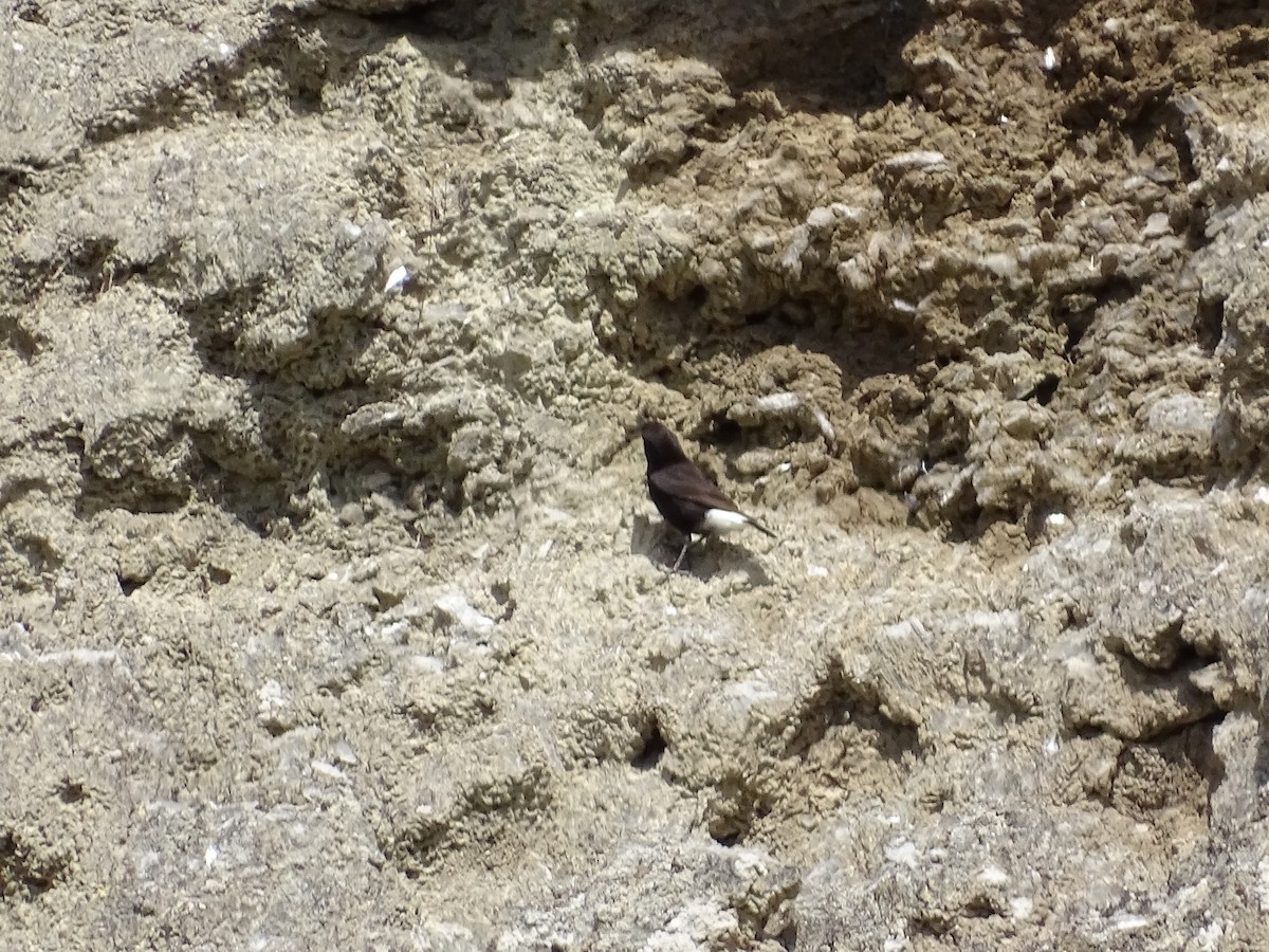 Black Wheatear - Jesús Ruyman Gómez Nieto