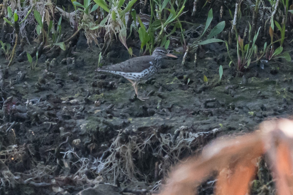 Spotted Sandpiper - Gabrielle Harrison